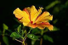 Hibiscus