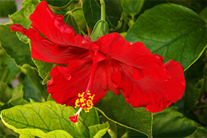 Hibiscus