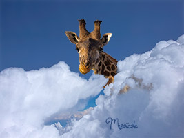 Girafe