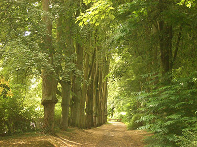 Allée du château