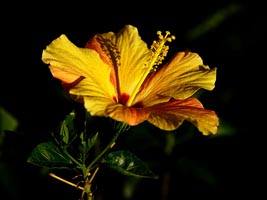 Hibiscus