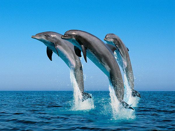 Dauphins
