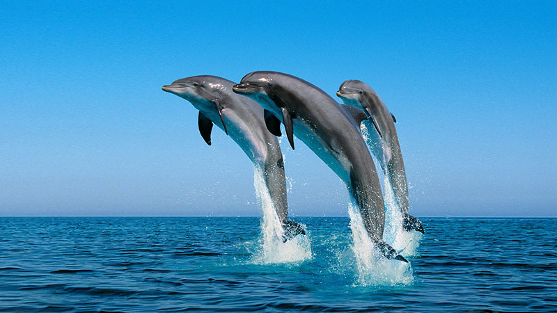 Dauphins