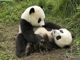 Pandas