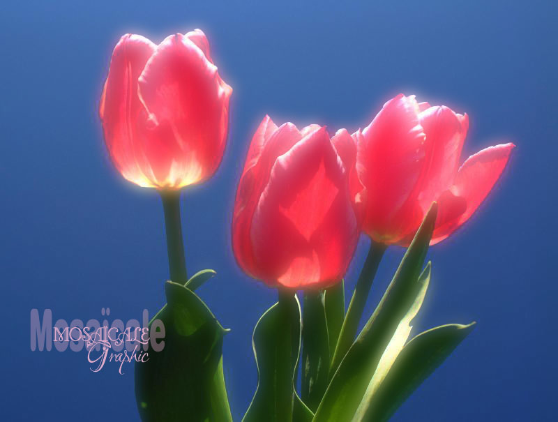 Tulipes
