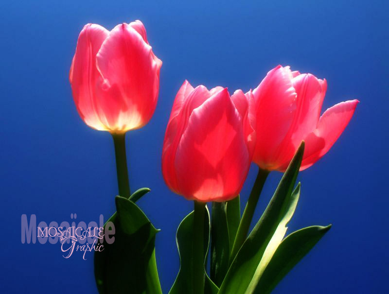 Tulipes