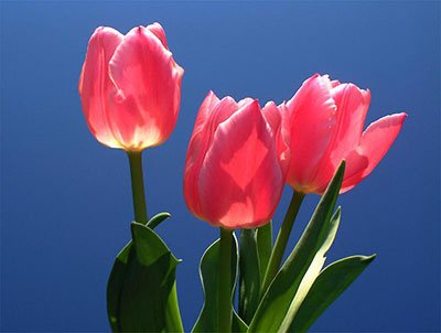 Tulipes  nettes