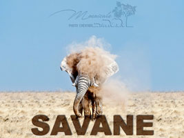 Savanne