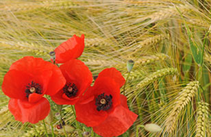 Poppies